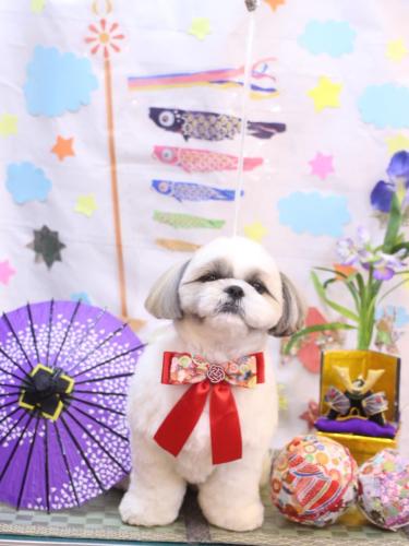 20240510みたらしちゃん